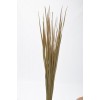 SABLE GRASS 36-40" Natural